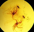 3  Antique  Microscope Slides   Pancreas  Silkworm Trachea  Napthol By A c cole