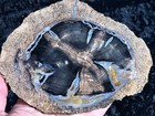 Polished Petrified Wood    pepper Tree    Schinoxylon Green River Fm  Wy 6 75   x5   
