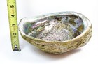 Red Abalone Shell Abnormal Thick And Heavy 8 Inch Surf Polished Nor Cal Coast