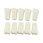 Dental Typodont Model 860 Teeth Set   All 32 Teeth  Compatible W  Columbia Brand