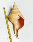 Large Syrinx Aruanus Mammoth Trumpet Natural Seashell Rare Real Beach 16-17  In