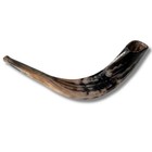 Shofar Kosher Ram s Horn From Israel 7  - 9  Rosh Hashana   Holidays