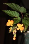 Begonia Sutherlandii Amazing Color 5x Tubers