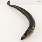 American Eel 14    Wet Specimen Nautical Collectible Display Oddity Curious Gift