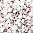 1 Lb Cebu Beauty Seashells Coral Snail Shells Coralliophila Neritoidea 0 5   size