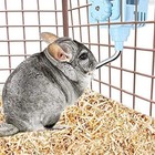 Rabbit Water Bottle For Small Animal Dog Guinea Pig