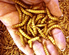 Live Mealworms Pet Bird Feeders - Turtle  Gecko  Frog Alive Insect Reptile Food