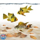 Jor Catappa Indian Almond Leaves For Ammonia Control  Aquarium Water Stabiliz