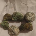 Lot Of 6 Mixed Turbo Seashells - Green   Speckled Sea Shell Collection