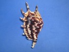Lambis Lambis  linnaeus 1758   fudge Colors     107 4mm 