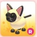Siamese Cat   Adopt Now