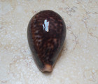 F Cypraea Pantherina Gem 86 5mm F     Red Sea Shell Very Nice And Uniqe Color