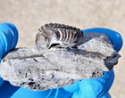 Phacops Trilobite Fossil