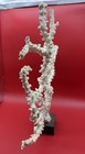 Natural White Branch Sea Coral -reef- Large Ocean Specimen 16   x 15 5   