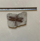 Unique Dragonfly Fossils From A Rare Chinese Triassic Collection X6020414