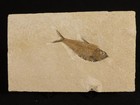 50 Million Year Old Diplomystus Fish Fossil From Fossil Lake Wyoming 866gr