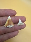 Great White Shark Teeth - Rare Colors - South Carolina
