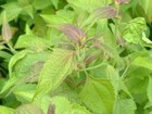 Dream Herb 3 Live Plants Calea Zacatechichi Ternifolia Aztec Dream Herb