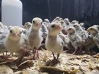 12  Snowflake Bobwhite Quail Eggs 