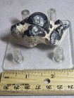 Mastodon Fossil Tooth Segment  Polk Co  Florida