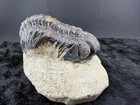 Trilobite Fossil In Sandstone Matrix From Morocco     50  G 