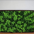 Preserved Reindeer Moss 2 Oz decorative Moss For Potted Plants  Orchids  Terrari