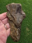 Xiphactinus Fish Jaw Section Cretaceous Ozan Fish Tx