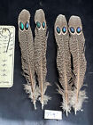Peacock Pheasant Tail Feathers