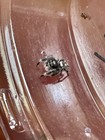 Jumping Spider Males White Recessive   I5-i6 Regal Jumping Spiders