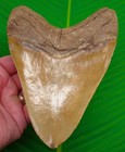 6 00     Megalodon Shark Tooth - Pumpkin Orange - 100  Natural - Massive Beast 