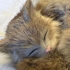 Vintage Stuffed Cat Kitten  W rabbit Fur Plush Small Kitty Sleeping Pink Nose