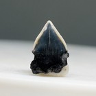 Rare Fossil Isistius Brasiliensis - Cookiecutter Shark Tooth - North Port  Fl