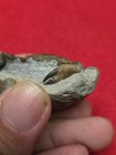 Vulgaris Pulalius Crab Fossil From Washington State