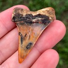 Pretty Bakersfield Hastalis Fossil Mako Shark Tooth Hill Great White Isurus