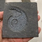 Late Triassic Ammonite Specimen