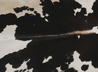New Cowhide Rugs Area Cow Skin Leather 12 83 Sq feet  44 x42   Cow Hide U-1408