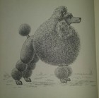 Pudelboken By Hege Sitje Fjeldstad Poodle Book In Swedish