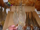3 Beautiful Smaller Fanned Pheasant Fanned Tails Craft Dog Training Fly Tying