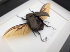 Framed Megasoma Mars Beetle  Rare Entomology Display  Ethically Sourced