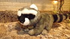 Miyoni Raccoon Aurora World Plush Stuffed Animal