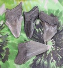 Megalodon Sharks Teeth 4 No Restorations Fossil Sharks Teeth Tooth
