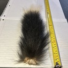 Real Untanned Super Premium Xxl Skunk Tail Bone In  Real Fur Naturally  Craft 