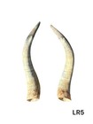 Large Pair Of Longhorns    Real Horn   Natural Color   Rustic   21     Lr5