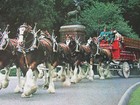  Rare Budweiser Beer 50th Anniversary 1933   1983 Clydesdale Poster 17  X17 1 2 
