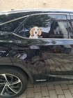 Beagle Pup Window Decal  passenger Rear 