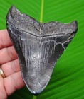 4 14   Megalodon Shark Tooth  Real Fossil  No Restorations  Sharks Teeth