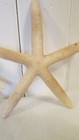 2 Cream Starfish 7 1 2   4 1 2 Bumpy Decoration Beach Decor Seaside Ocean