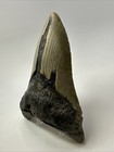 Megalodon Shark Tooth 5 76 Inch - Unique Shape - Huge Fossil - Lower Jaw 19142