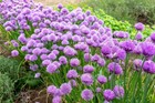 150 Chive   Chives Herb Seeds   Heirloomseedguy   2026   Non-gmo
