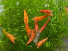 Orange Sunkist Neocaridina Shrimp 20  Freshwater Usa Seller Free Shipping